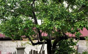 Ağaca çıxan 74 yaşlı qadın yıxılıb öldü