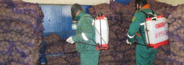 İrandan gətirilmiş 24 ton yararsız kartof zərərsizləışdirilib