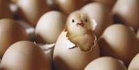 BAKIDAN ERMƏNİNİN ŞİRKƏTİNƏ MİLYONLAR AXIR! – Oskayan və Bozaçıyanın yumurta və toyuqlarını yeyirik! (Şok)