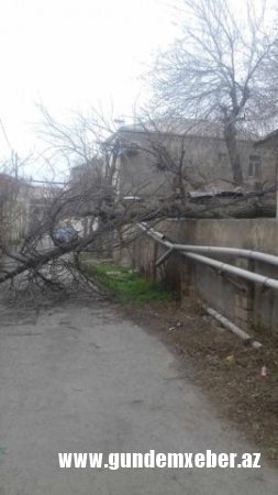 Külək 17 ağacı aşırdı: Yol bağlandı - FOTO (YENİLƏNDİ)