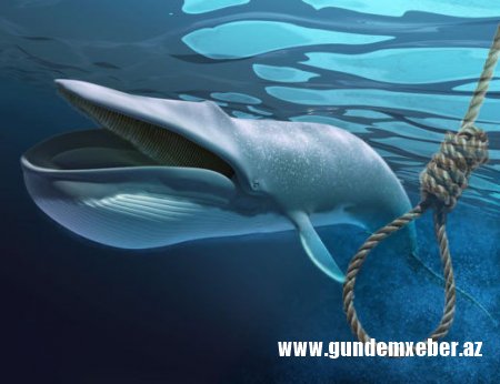 “Mavi balina”dan sonra internetin yeni bəlasının adı açıqlandı – Diqqət, ölüm gətirir