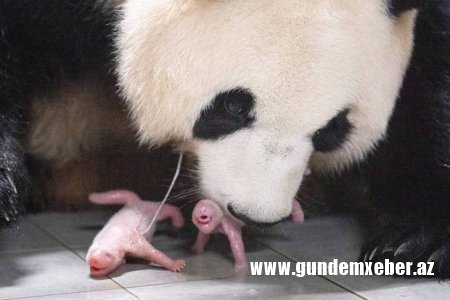 Cənubi Koreyada böyük pandaların iki balası dünyaya gəlib