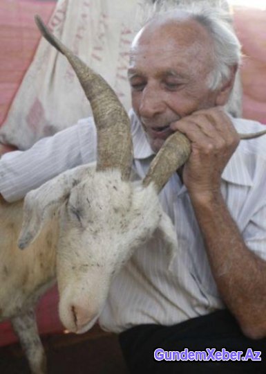 Qoca kişi keçi ilə evlənəcək - FOTO