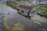   Ramanada 2 il öncə salınan parkda indi mal-qara otarılır - FOTOLAR, VİDEO