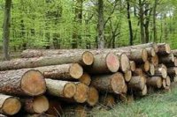 Qanunsuz ağac kəsilməsi faktı araşdırıldı - 2700 manat cərimə