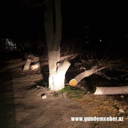 Xırdalanda ağaclar kütləvi şəkildə məhv edilir - FOTO/VİDEO