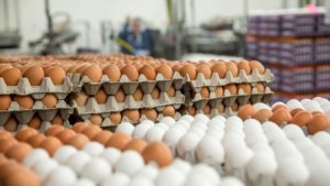 “Yumurta mafiyası” qiyməti bahalaşdırdı, daha da bahalaşacaq - PROBLEM