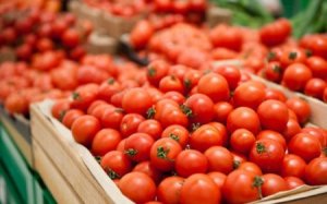 PROBLEM: Daha Xaçmaz pomidoru olmayacaq? - ARAŞDIRMA