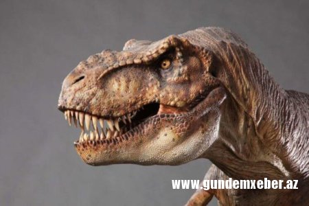 Nyu-Yorkda dinozavr kəlləsi altı milyon dollara satıldı