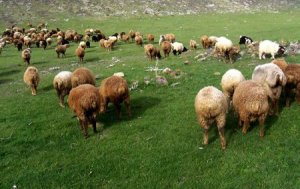 ƏT NİYƏ BAHADIR?